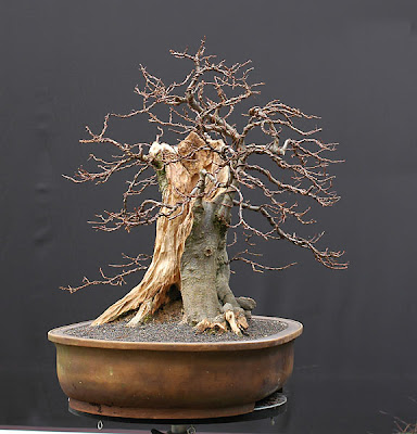 Dự án: Tạo Dáng Cây Trăn Châu Âu (european Hornbeam, Carpinus Betulus) Cỡ Lớn – Walter Pall Dự án: Tạo Dáng Cây Trăn Châu Âu (european Hornbeam, Carpinus Betulus) Cỡ Lớn – Walter Pall