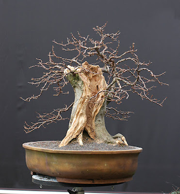 Dự án: Tạo Dáng Cây Trăn Châu Âu (european Hornbeam, Carpinus Betulus) Cỡ Lớn – Walter Pall