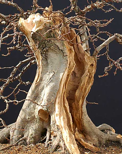 Quá Trình Tạo Dáng Cây Trăn Châu Âu (european Hornbeam, Carpinus Betulus) Cỡ Lớn Của Walter Pall