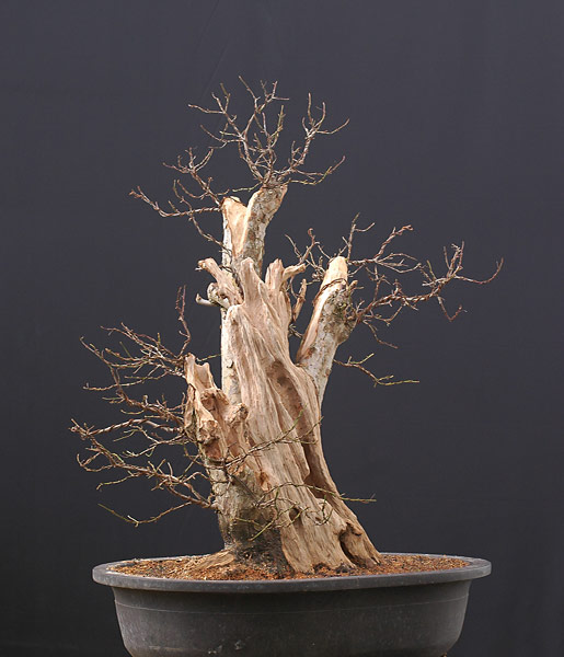 Chùm ảnh: Cây Sơn Thù Du Châu Âu (cornelian Cherry, Cornus Mas) – Walter Pall