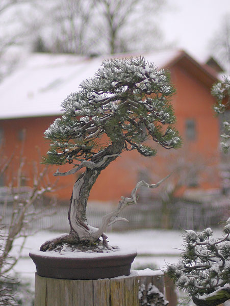 Chùm ảnh: Cây Bonsai mùa Đông tuyết rơi của Walter Pall