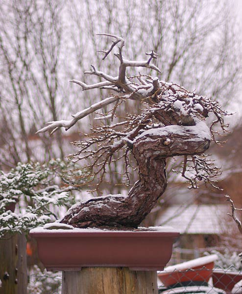 Chùm ảnh: Cây Bonsai Mùa Đông Tuyết Rơi Của Walter Pall