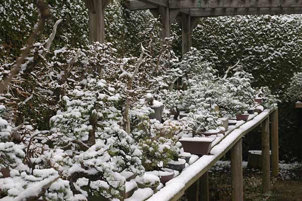 Chùm ảnh: Cây Bonsai Mùa Đông Tuyết Rơi Của Walter Pall