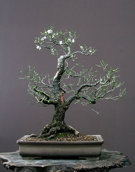 Chùm ảnh: Cây Mận Anh Đào Dại (wild Cherry, Prunus Cerasifera) Của Walter Pall