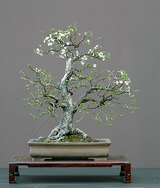 Chùm ảnh: Cây Mận Anh Đào Dại (wild Cherry, Prunus Cerasifera) Của Walter Pall