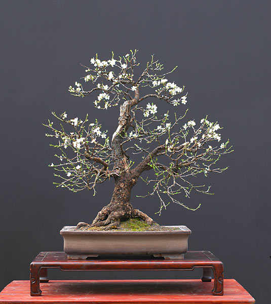 Chùm ảnh: Cây Mận Anh Đào Dại (wild Cherry, Prunus Cerasifera) Của Walter Pall