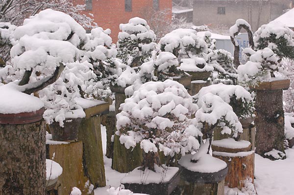 Chùm ảnh: Cây Bonsai Mùa Đông Tuyết Rơi Của Walter Pall