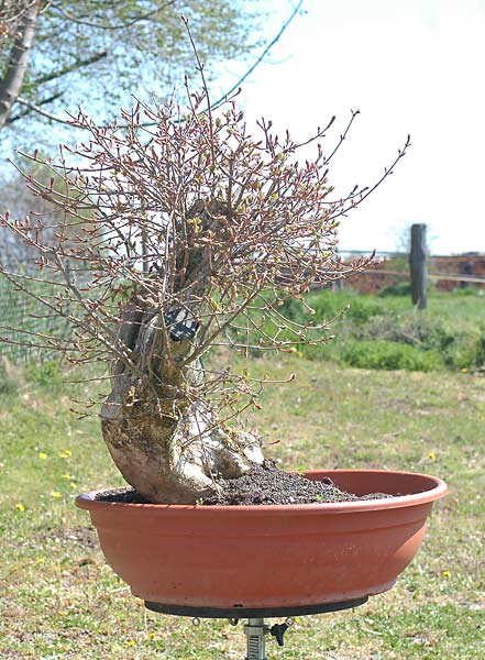 Chùm ảnh: Hành Trình Chinh Phục Cây Phong Sumo Số 02 – Walter Pall