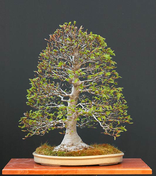 Chùm ảnh Bonsai Phong Đỏ và các cây khác – Walter Pall