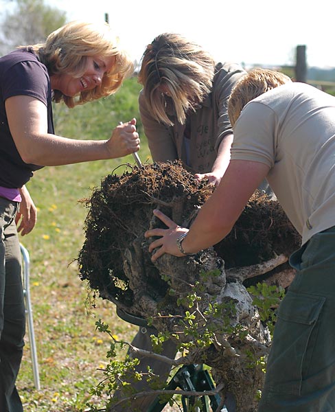 Chùm ảnh: Hành Trình Chinh Phục Cây Phong Sumo – Walter Pall