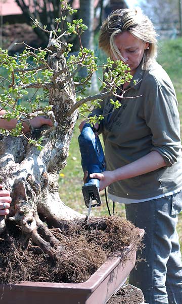 Chùm ảnh: Hành Trình Chinh Phục Cây Phong Sumo – Walter Pall