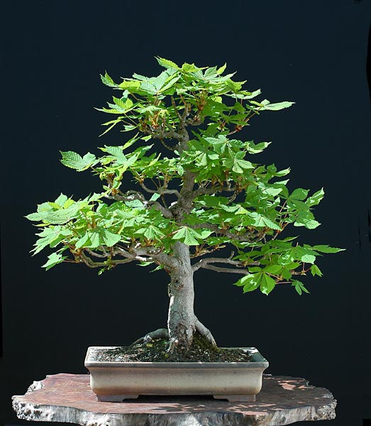 Chùm ảnh một số cây Bonsai vào mùa xuân 2007 – Walter Pall