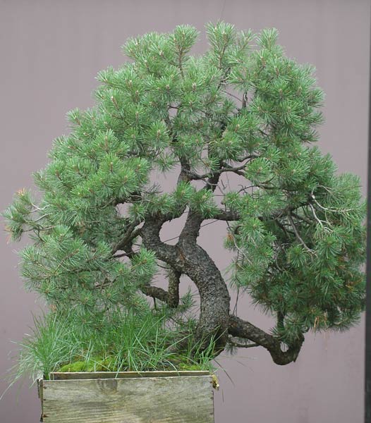 Chinh phục cây Bonsai Thông Mugo cheo leo sườn núi – Walter Pall