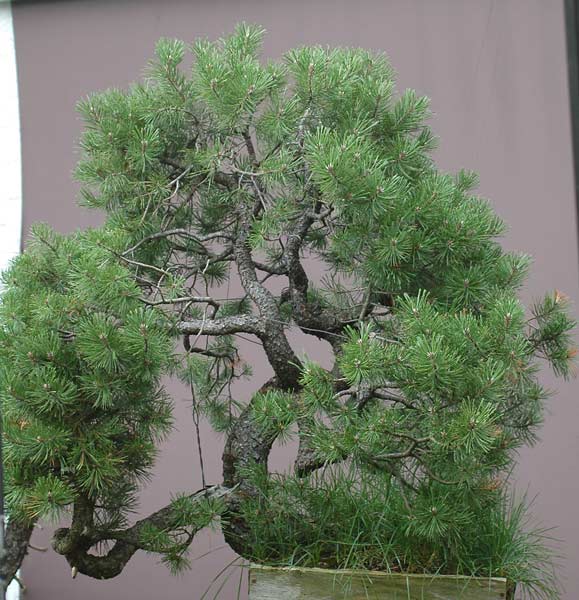 Chinh phục cây Bonsai Thông Mugo cheo leo sườn núi – Walter Pall