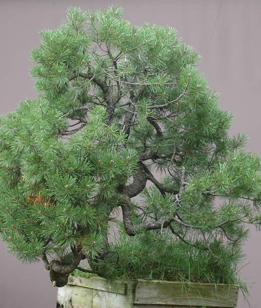 Chinh phục cây Bonsai Thông Mugo cheo leo sườn núi – Walter Pall