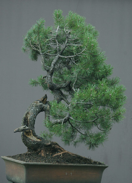 Chinh phục cây Bonsai Thông Mugo cheo leo sườn núi – Walter Pall