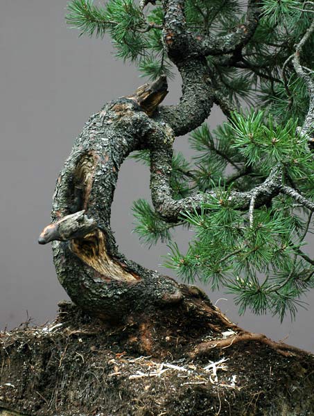 Chinh phục cây Bonsai Thông Mugo cheo leo sườn núi – Walter Pall