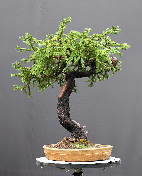 Cây Vân Sam (Spruce) dành để làm demo tại EBA Convention demo – Walter Pall