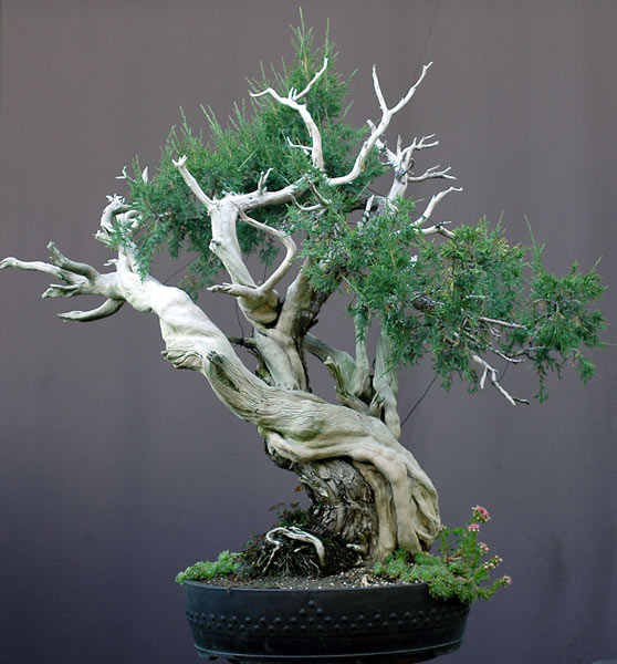 Chậu cuối cùng cho cây Bonsai Rocky Mountain Juniper, Juniperus scopulorum của Walter Pall
