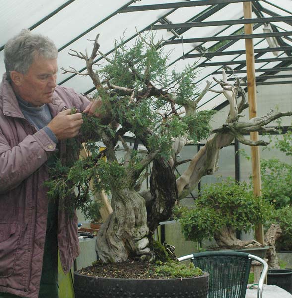 Chậu cuối cùng cho cây Bonsai Rocky Mountain Juniper, Juniperus scopulorum của Walter Pall