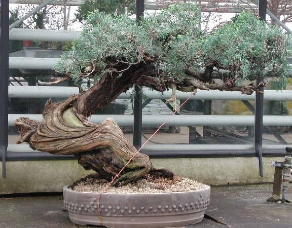 Chùm ảnh và hành trình chinh phục cây cây Bonsai Rocky Mountain Juniper, Juniperus scopulorum tao nhã của Walter Pall