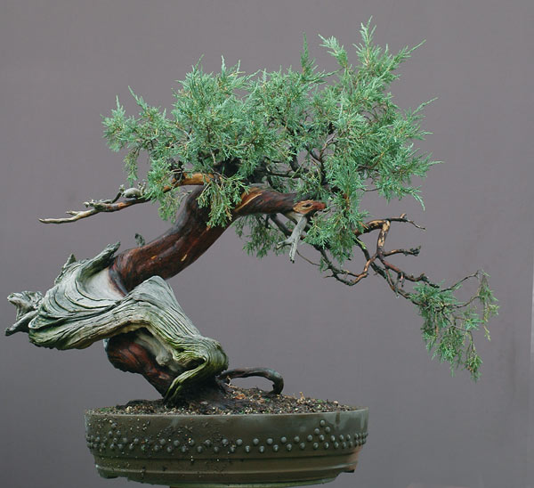 Chùm ảnh và hành trình chinh phục cây cây Bonsai Rocky Mountain Juniper, Juniperus scopulorum tao nhã của Walter Pall