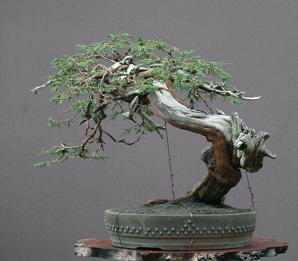 Chùm ảnh và hành trình chinh phục cây cây Bonsai Rocky Mountain Juniper, Juniperus scopulorum tao nhã của Walter Pall