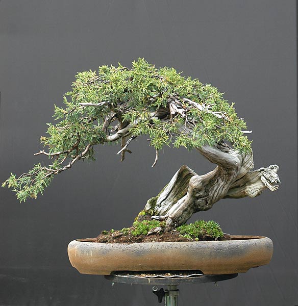 Chùm ảnh và hành trình chinh phục cây cây Bonsai Rocky Mountain Juniper, Juniperus scopulorum tao nhã của Walter Pall