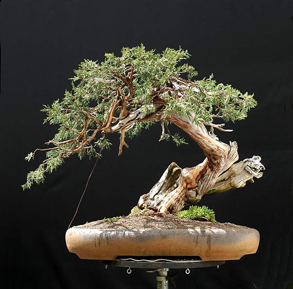 Chùm ảnh và hành trình chinh phục cây cây Bonsai Rocky Mountain Juniper, Juniperus scopulorum tao nhã của Walter Pall