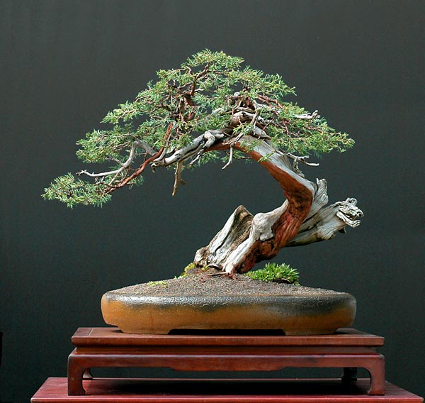 Chùm ảnh và hành trình chinh phục cây cây Bonsai Rocky Mountain Juniper, Juniperus scopulorum tao nhã của Walter Pall