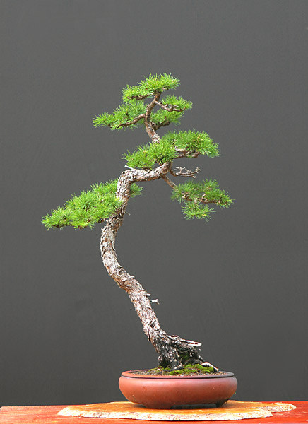 Chùm ảnh cây Bonsai chuẩn bị cho sự kiện Versailles – Walter Pall