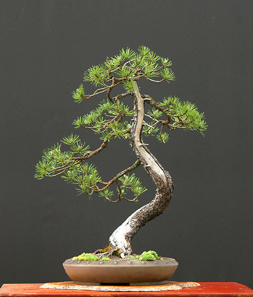Chùm ảnh cây Bonsai chuẩn bị cho sự kiện Versailles – Walter Pall