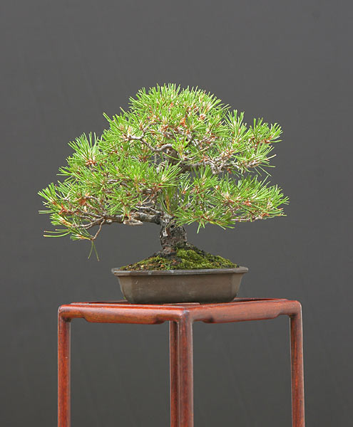 Chùm ảnh cây Bonsai chuẩn bị cho sự kiện Versailles – Walter Pall