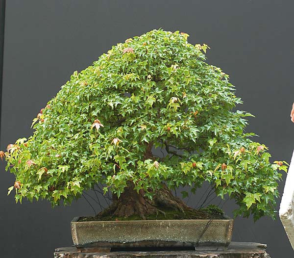 Ảnh trước vào sau khi làm rụng lá cây Bonsai Phong – Walter Pall