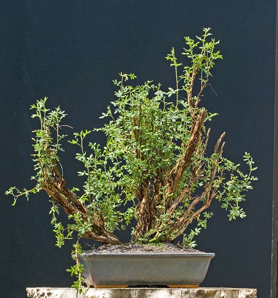 Future Plants By Randy Stewart Potentilla