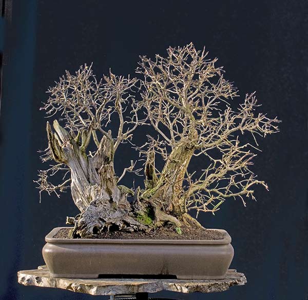 Walter Pall Bonsai Adventures big dogwood