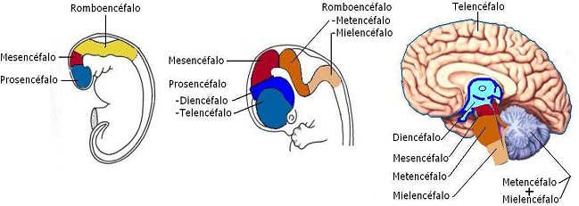 Opiniones de Vesículas encefálicas primarias