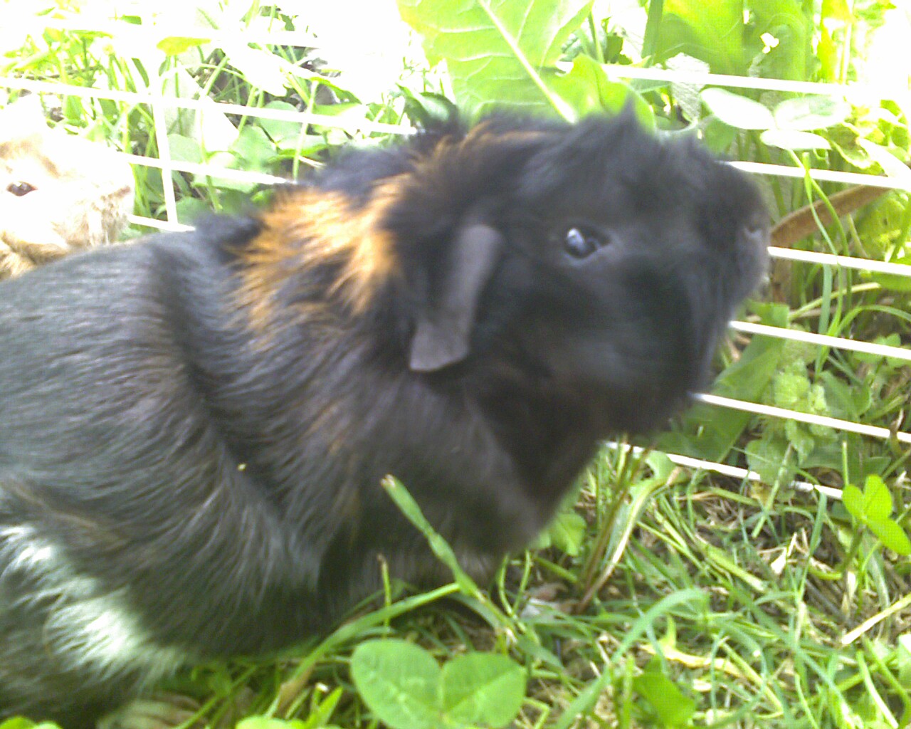 Bedtime Stories Bugsy The Guinea Pig