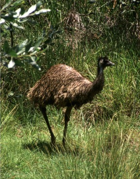 australian animals emu