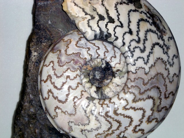 [Sauriermuseum+Aathal+28.2.08+(20).jpg]