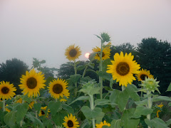 My Sunflowers