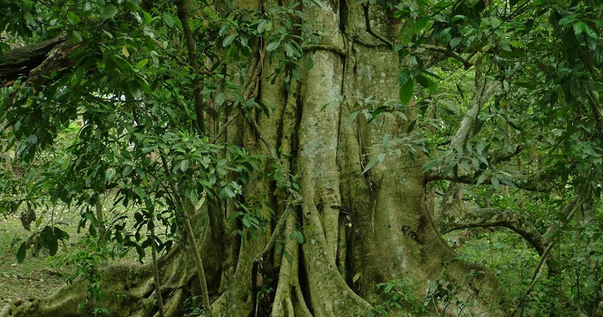 Lord of the Flies Shadows and Tall Trees