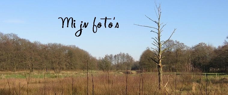 Mijn foto's