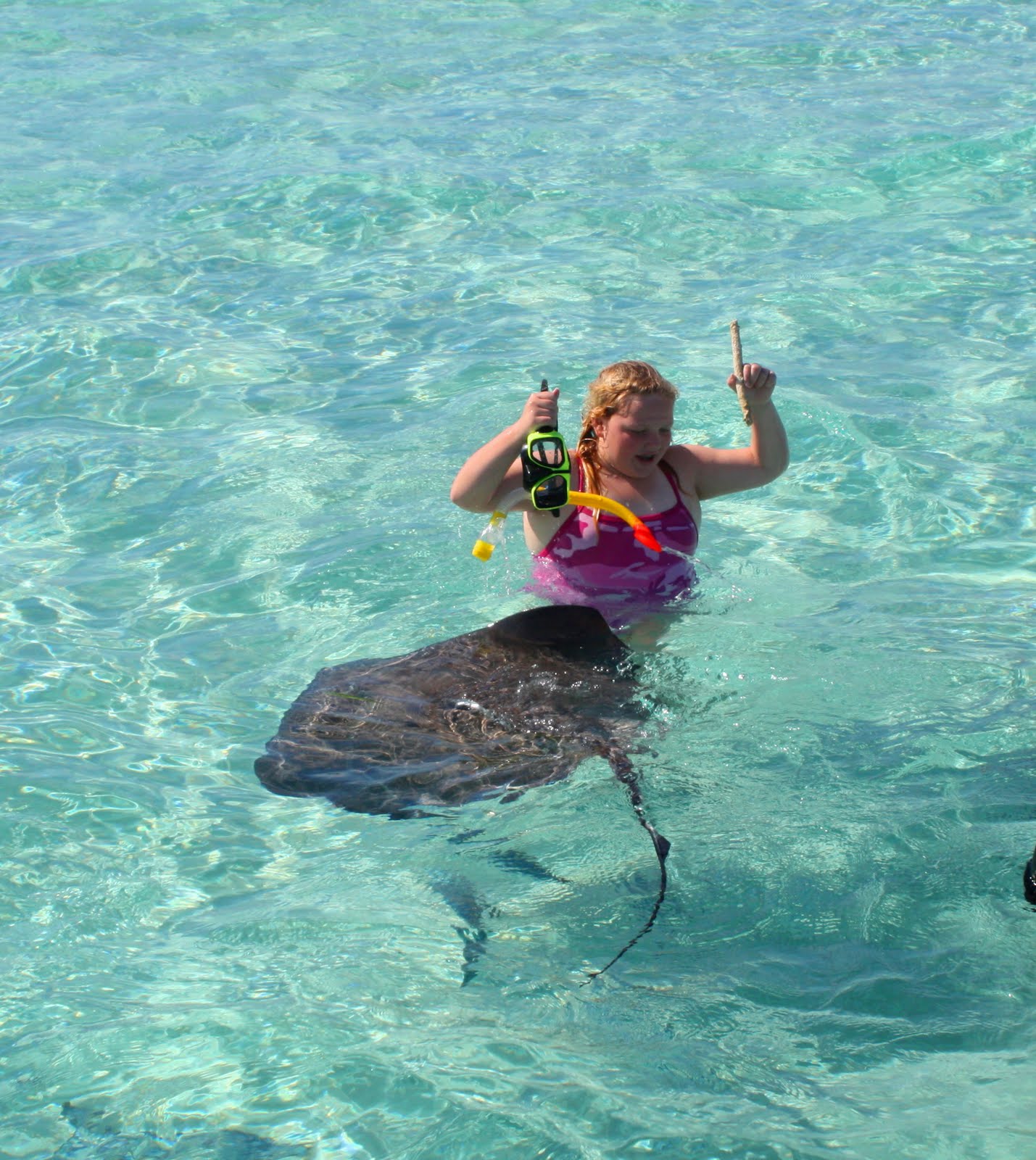 swim with rays swim with rays