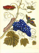 Insects of Surinam by Maria Sibylla Merian (maria sibylla meriam)