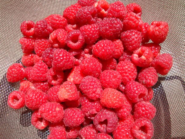 [raspberry+harvest.jpg]