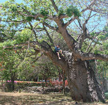 Afuera Raíces