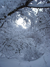 Millcreek Canyon, Utah