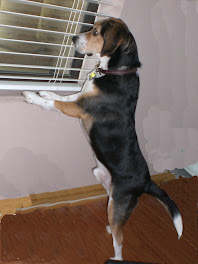 Looking for mom  Dawg nab it, where is she?