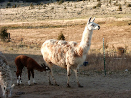 Cedar Hills llamas